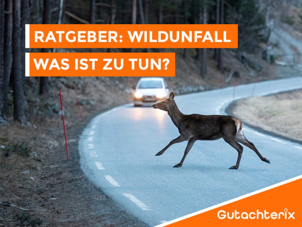 Drohender Wildunfall durch ein auf der Straße rennendes Reh vor einem Auto.